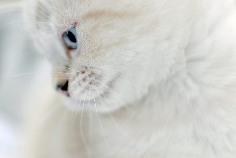 Пост невероятной кошачьей красоты