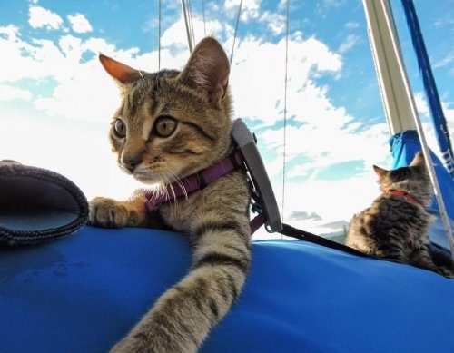 Эти милые бездомные котята стали заядлыми путешественниками