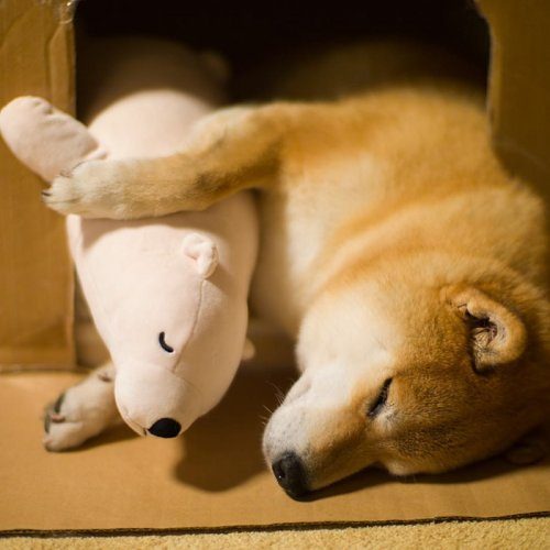 Очаровательный Сиба-ину по кличке Мару спит, подражая плюшевому медвежонку
