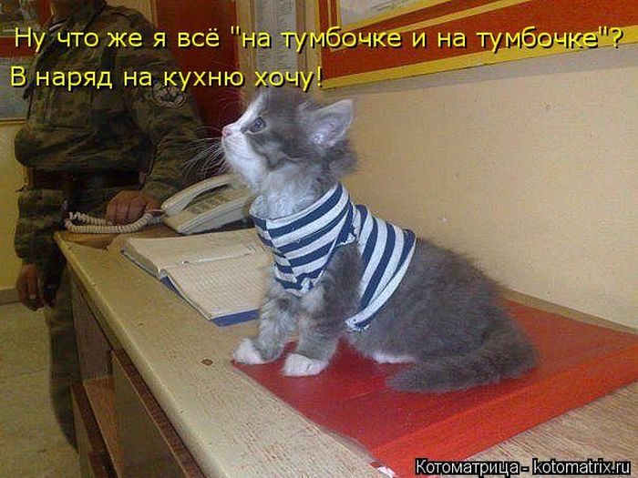 Лучшие котоматрицы недели