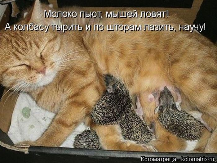 Лучшие котоматрицы недели