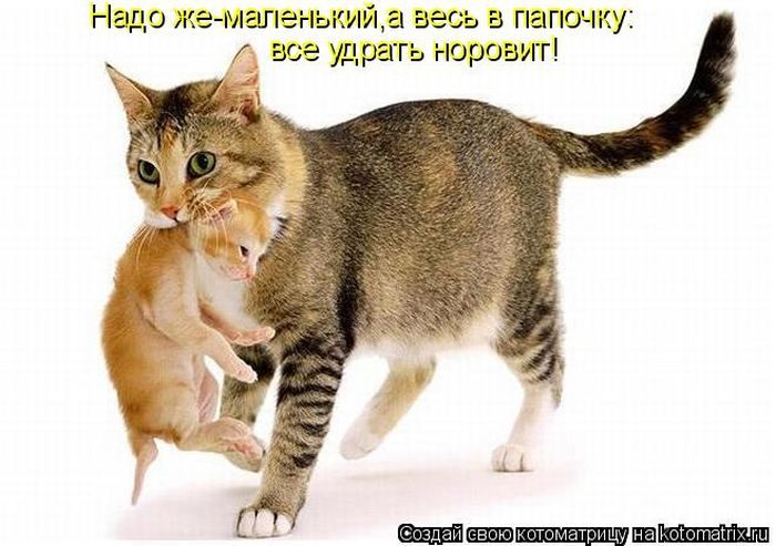 Лучшие котоматрицы недели