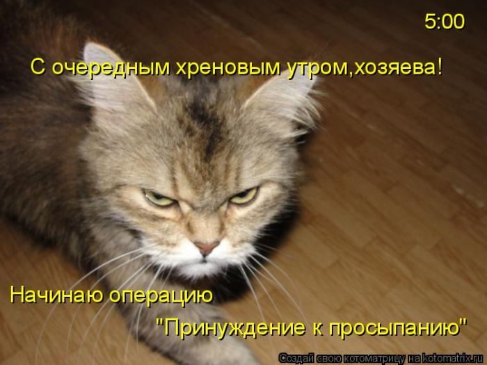 Лучшие котоматрицы недели