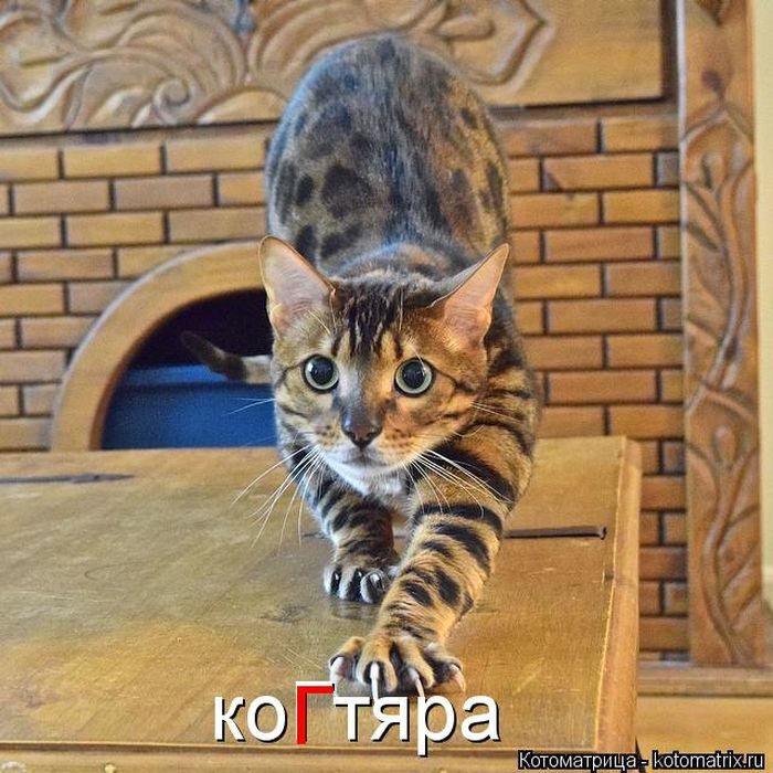 Лучшие котоматрицы недели