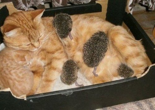 Самые уютные кошки