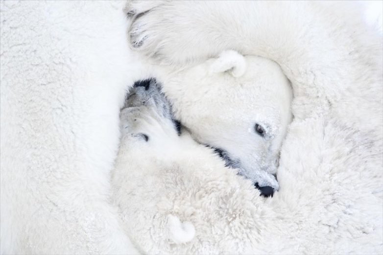 Невероятные фотографии полярных медведей