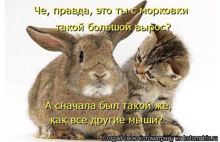 Лучшие котоматрицы недели