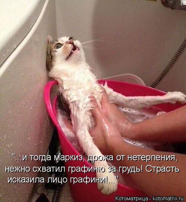 Лучшие котоматрицы недели