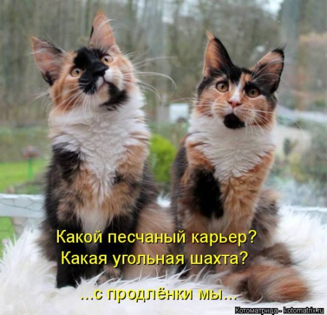 Лучшие котоматрицы недели