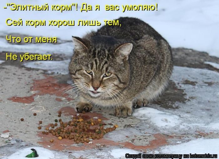 Лучшие котоматрицы недели