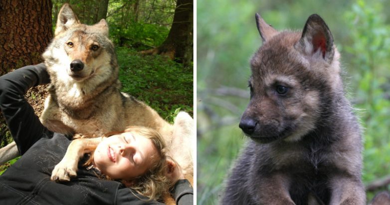 Француз стал волонтёром в волчьем заповеднике в России