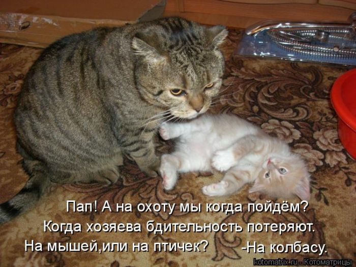 Лучшие котоматрицы прошедшей недели