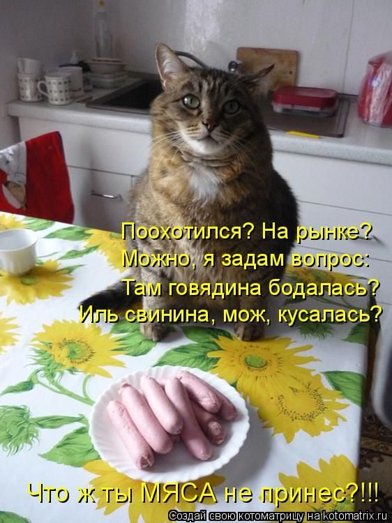 Лучшие котоматрицы прошедшей недели