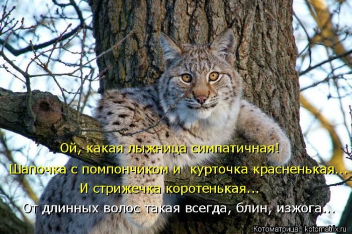 Лучшие котоматрицы прошедшей недели