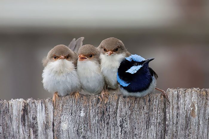 Птицы со своими птенцами