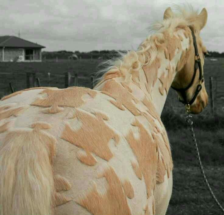 Великолепные лошади в орнаментах