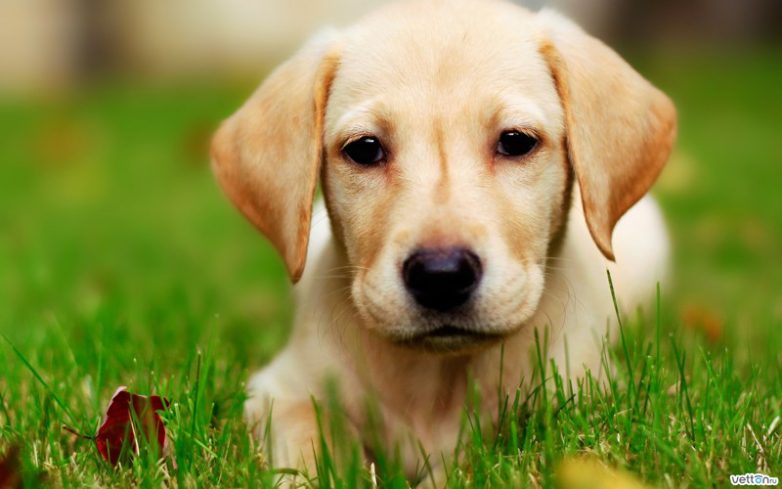 10 интересных фактов о собаках