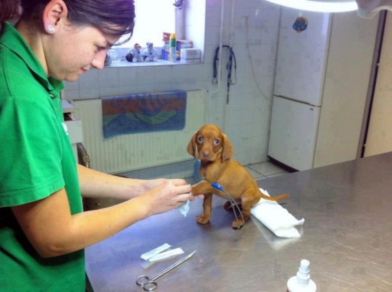18 доказательств того, что ветеринар — это лучшая профессия
