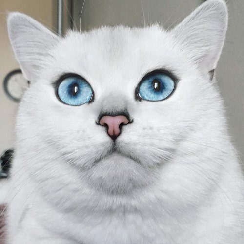 Белоснежный кот с самыми очаровательными глазами