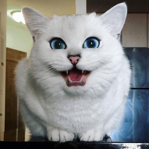 Белоснежный кот с самыми очаровательными глазами