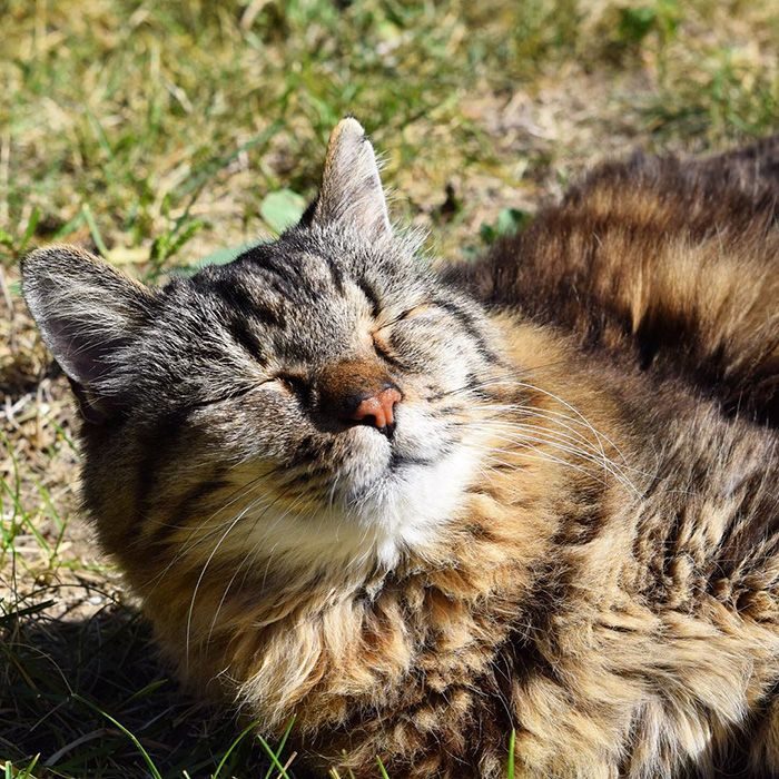 26-летний кот, живущий полной жизнью