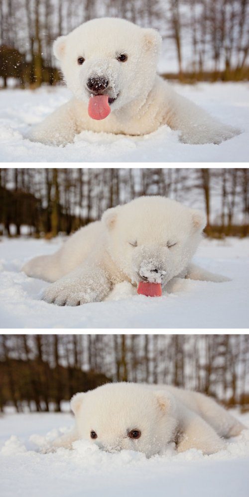 Очаровательные полярные медвежата, которые растопят ваше сердце