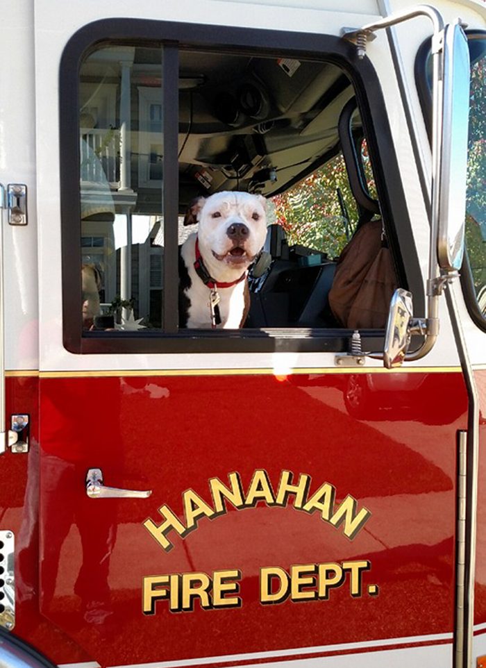 Спасенный от огня щенок стал пожарным