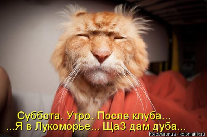 Лучшие котоматрицы недели