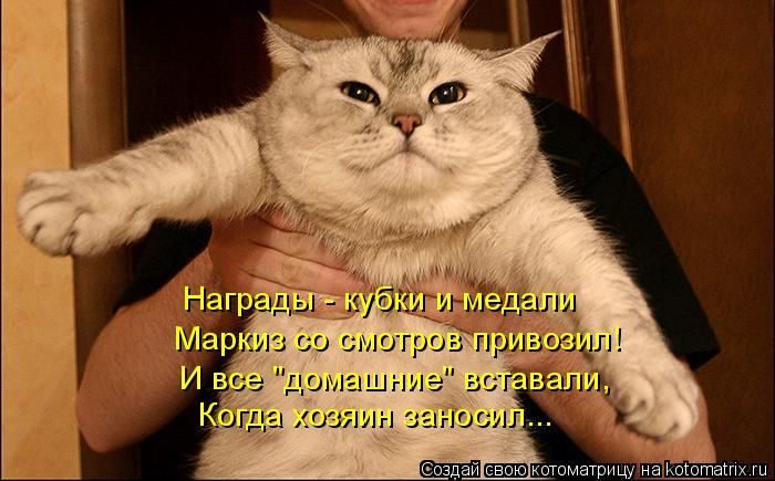 Лучшие котоматрицы недели