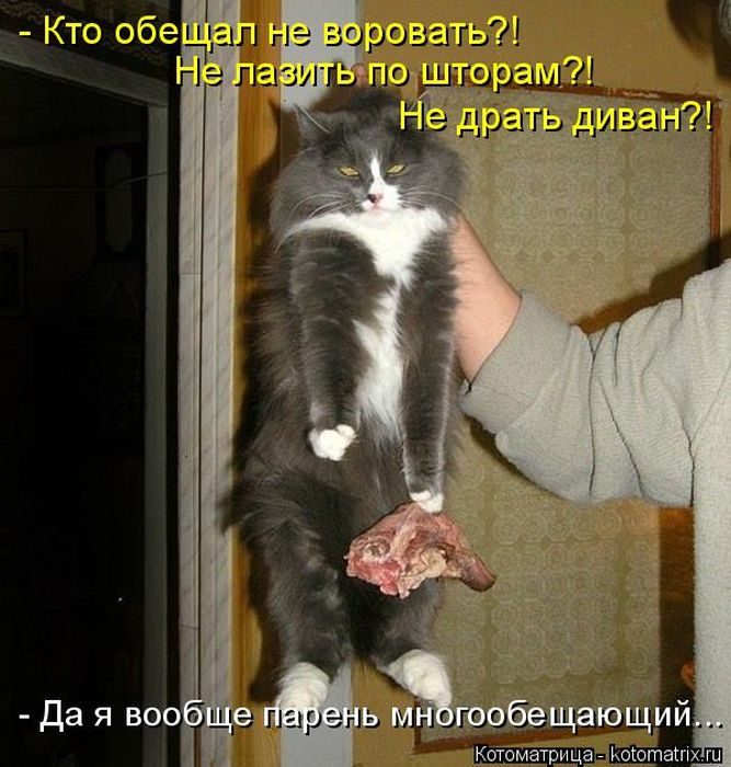 Лучшие котоматрицы недели