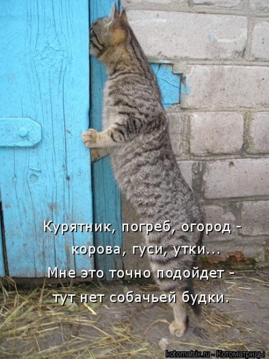 Лучшие котоматрицы недели