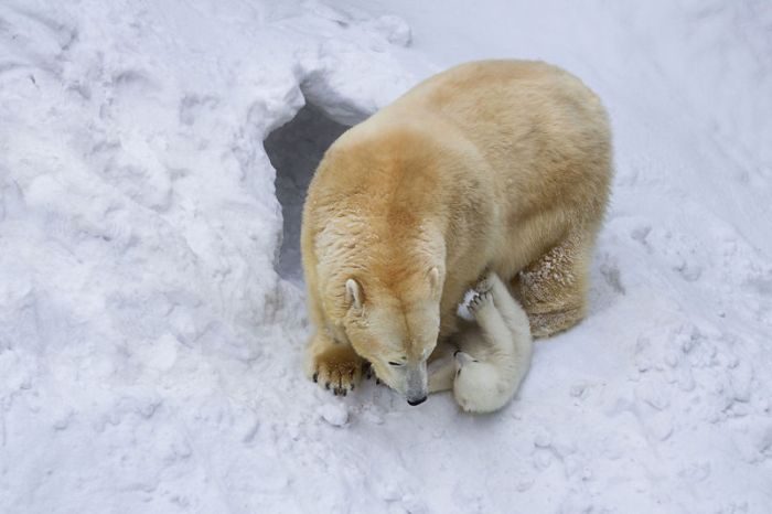 В Новосибирском зоопарке медведица Герда впервые вывела из берлоги своего детеныша