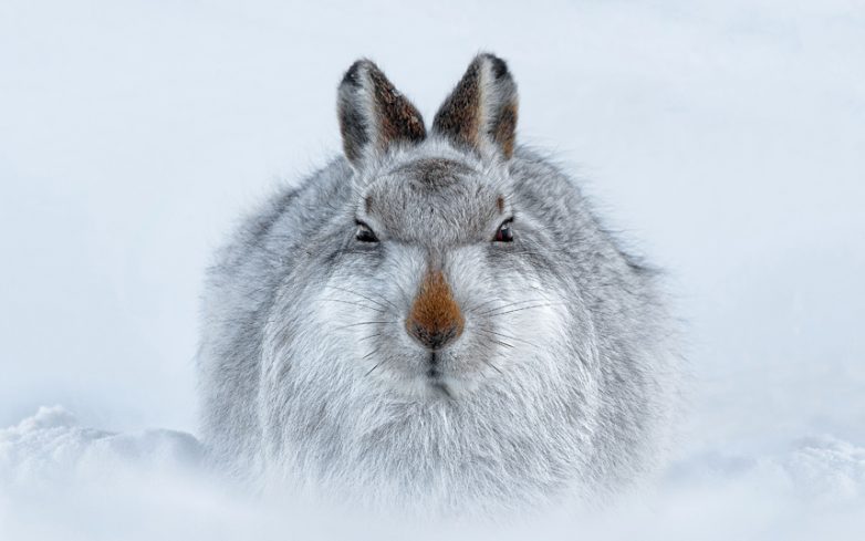 Лучшие фотографии животных прошедшей недели