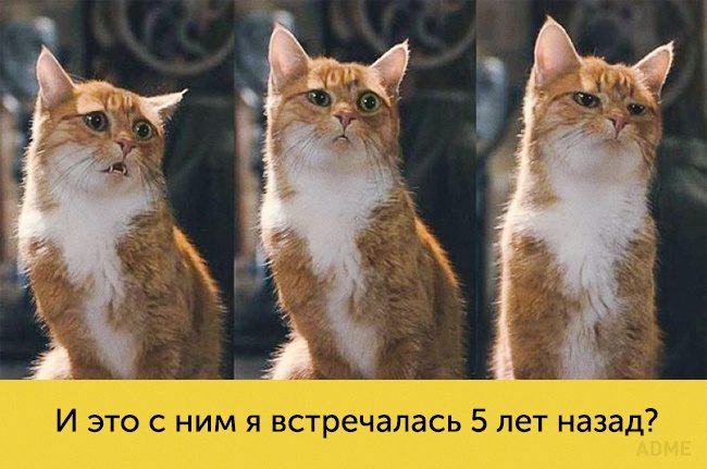 14 котов, мимике которых можно только позавидовать