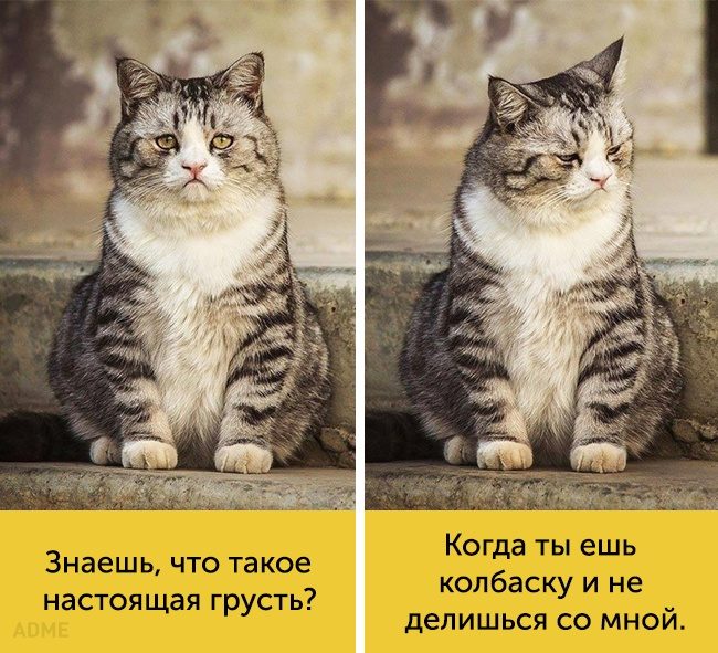 14 котов, мимике которых можно только позавидовать