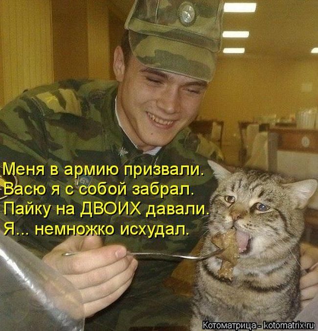 Лучшие котоматрицы недели