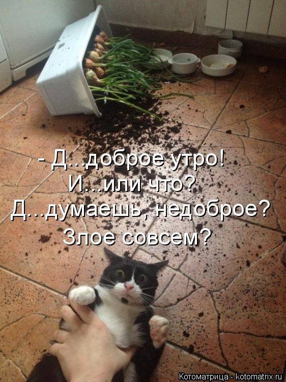 Лучшие котоматрицы недели