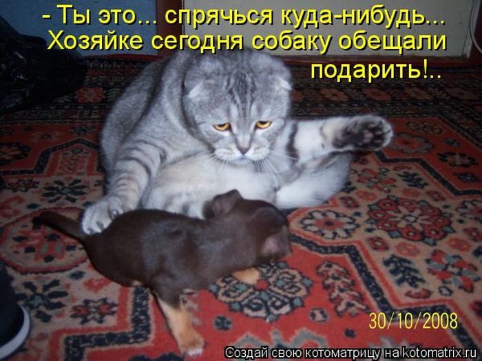 Лучшие котоматрицы недели