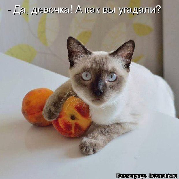 Лучшие котоматрицы недели