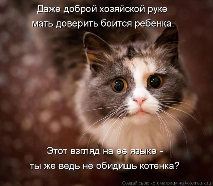 Лучшие котоматрицы недели