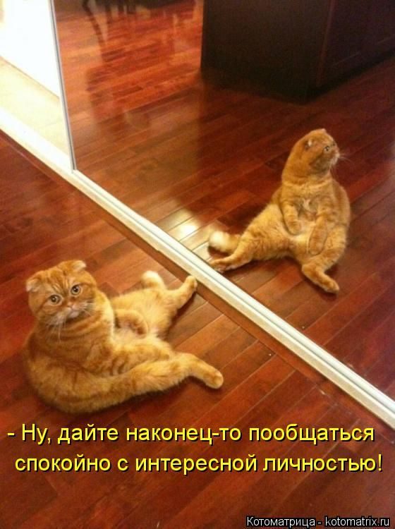 Лучшие котоматрицы недели