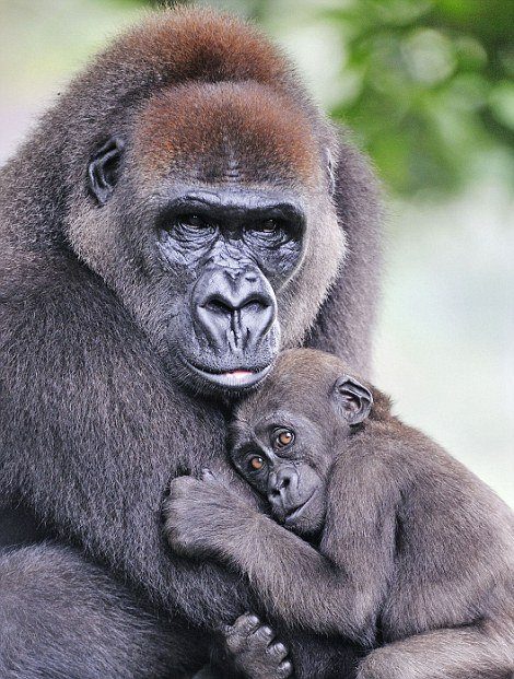 Мамы и малыши из мира животных