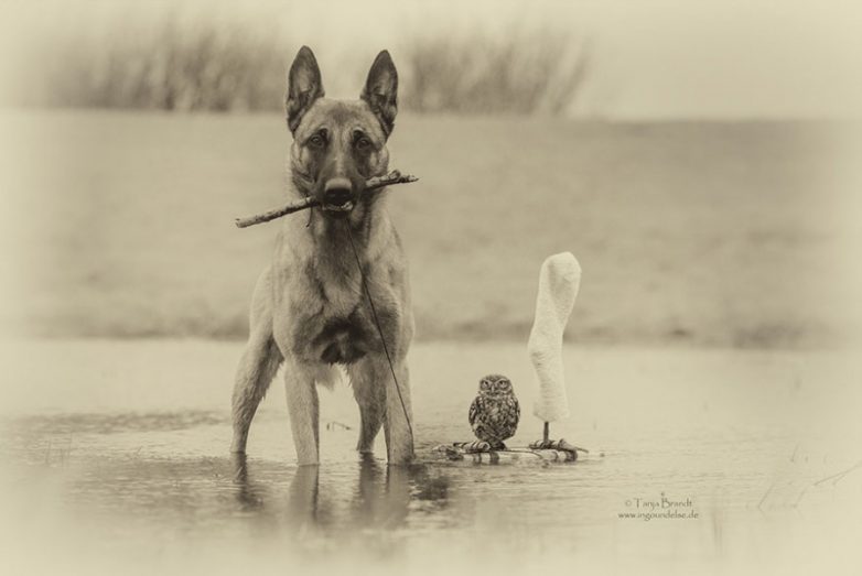 Пёс и сова – друзья навек