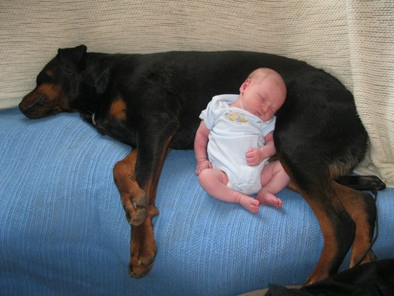 Малыши и собаки