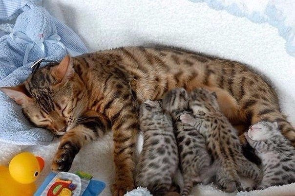 Кошки с маленькими котятами