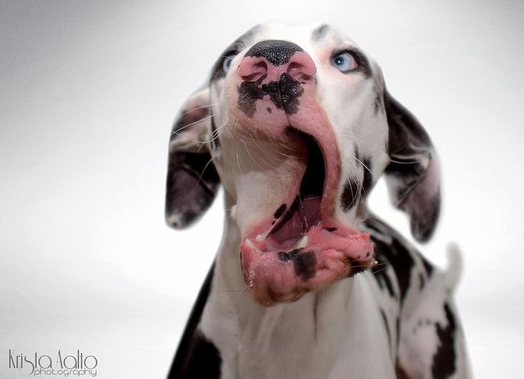 Очаровательная собака с резиновым лицом, глядя на которую нельзя не смеяться