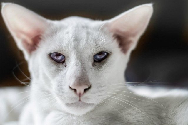 10 фактов о сиамских кошках