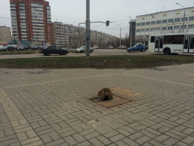 Белгородский кот, который ждет своего хозяина целый год