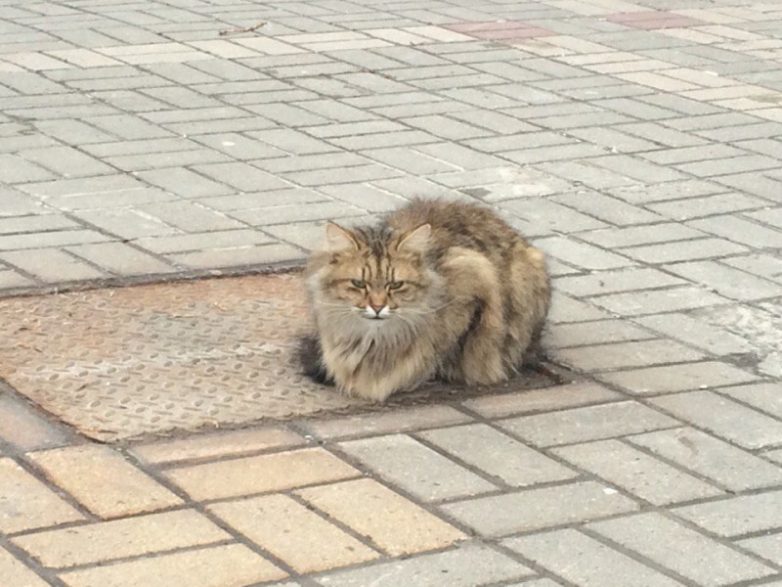 Белгородский кот, который ждет своего хозяина целый год