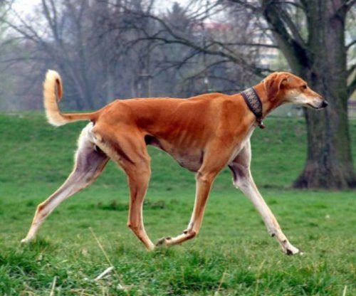 10 самых редких пород собак в мире